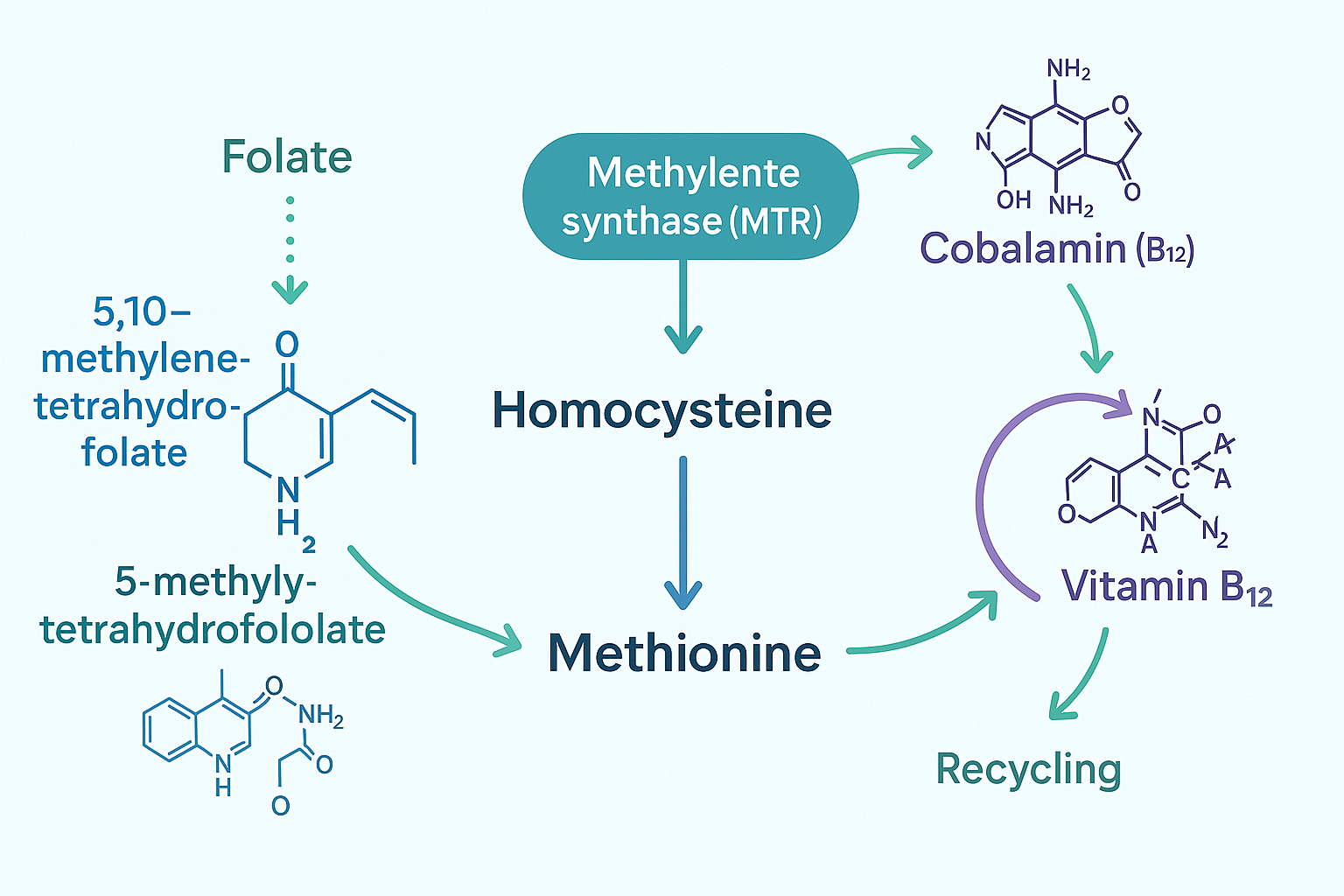 Methylation Pathway Diagram
