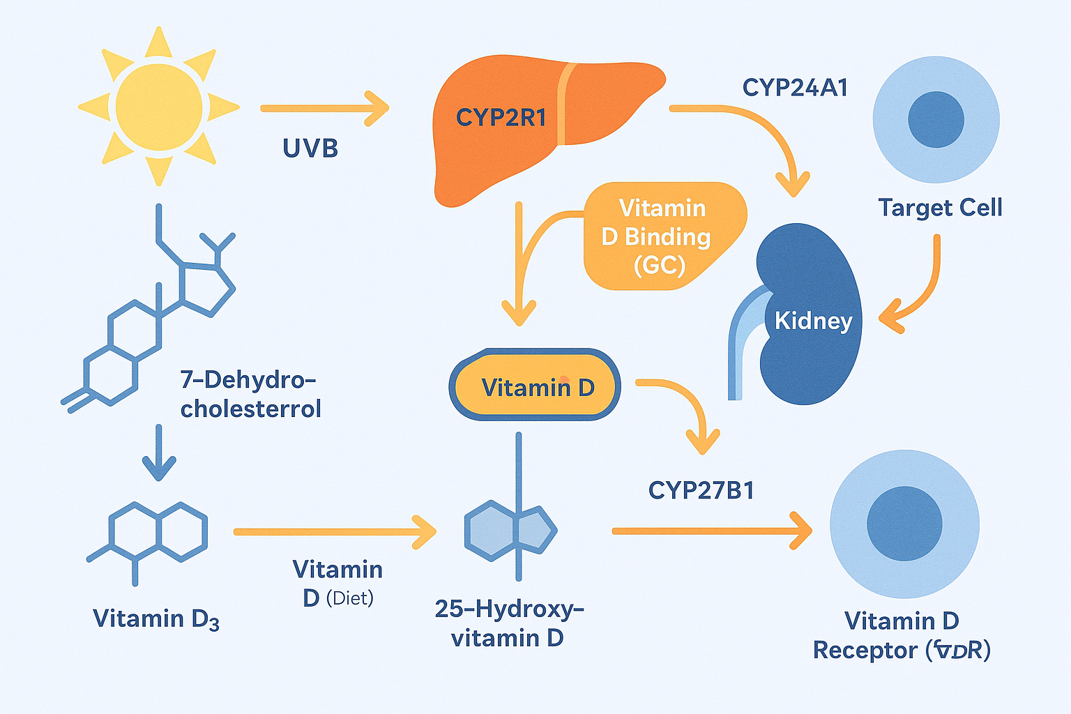 Vitamin D Pathway Diagram